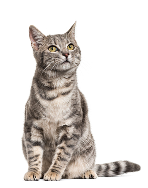 Gato-Castrado-01