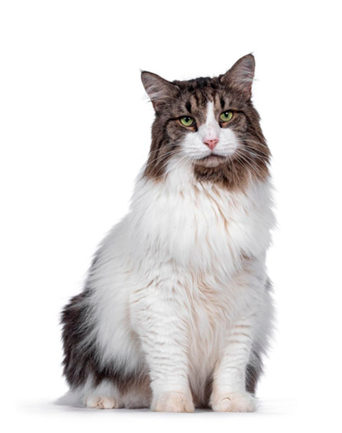 Gato-Senior-01