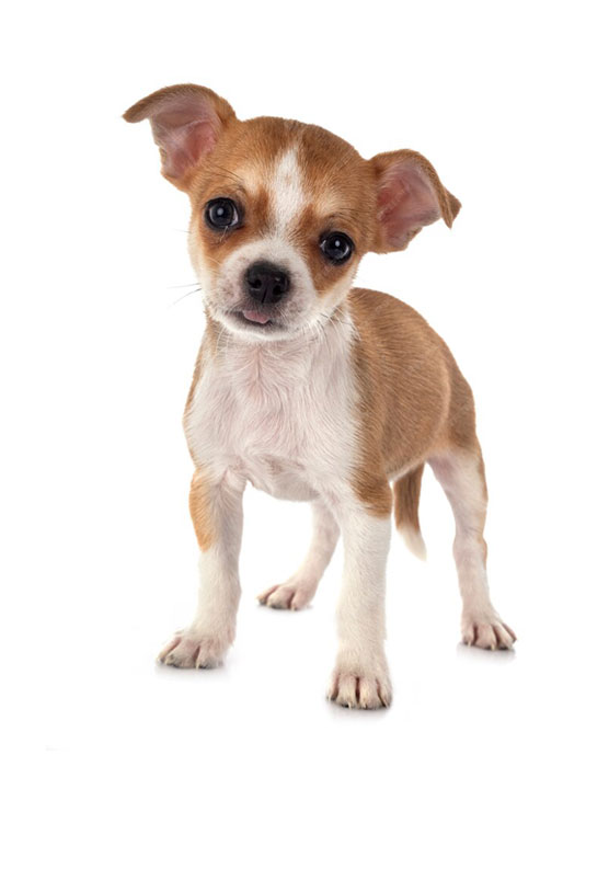 img-Cachorro-Razas-Pequenas-y-Mini-01